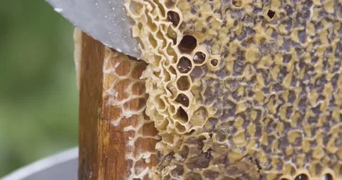 The beekeeper cuts the wax from the frame with a knife. Honey harvest 動画素材 140037091