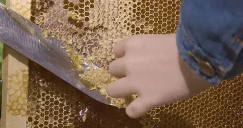 The beekeeper cuts the wax from the frame with a knife. Honey harvest Stock Footage 140037201