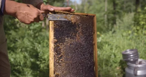 The beekeeper cuts the wax from the frame with a knife. Honey harvest. Checking 스톡 동영상 142644267