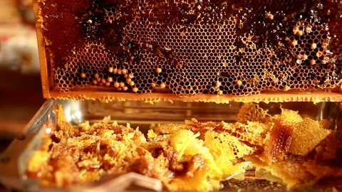 Beekeeper cuts wax off from honeycomb frame with special knife. Stock Footage 82229529