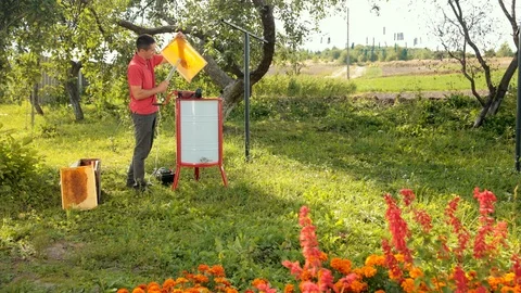Beekeeper cuts wax from honeycomb frame with a special electrik knife Stock Footage 116090489