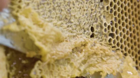 A beekeeper cuts wax from honeycomb frame with a knife 스톡 동영상 141024107