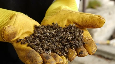 Beekeeper with dead bees in the hands Stock Footage 238714468