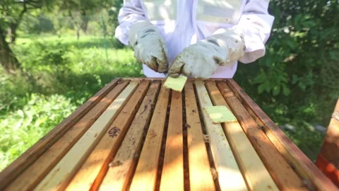 Beekeeper doing maintenance of his beehive, removing medicine for bees 库存影片 252650881