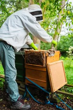 Beekeeper Evaluating the Beehive While one Hive with Bees is Hanging Outside Stock Photos