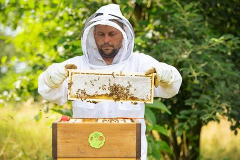 The beekeeper examines the bees with an analysis of the nest, takes out the Stock Photos