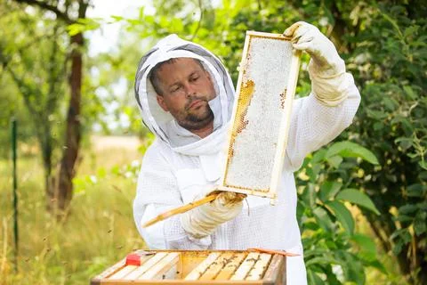 The beekeeper examines the bees with an analysis of the nest, takes out the 写真素材