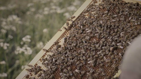 Beekeeper Examines Bees In Honeycombs Stock Footage 340197844