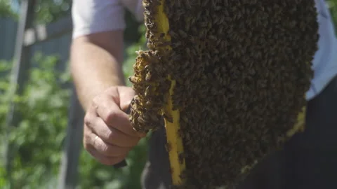 Beekeeper examines the frame with bees, removes the growth honeycomb. Stock Footage 231659519