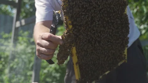 Beekeeper examines the frame with bees, removes the growth honeycomb. Stock Footage 231703611