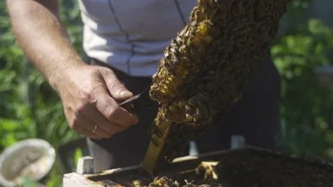 Beekeeper examines the frame with bees, removes the growth honeycomb. Video stock 231704551
