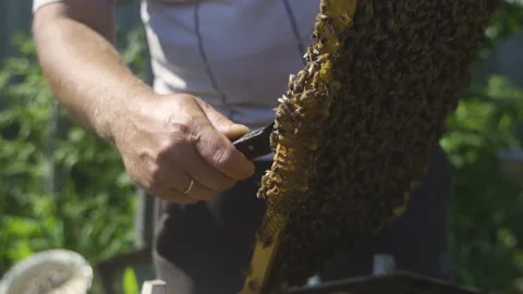 Beekeeper examines the frame with bees, removes the growth honeycomb. Stock Footage 231714446
