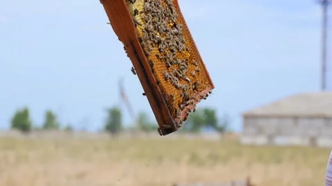 Beekeeper Examines the Frame Stock Footage 134942179