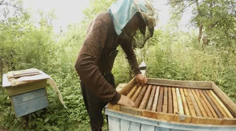 Beekeeper Examines Frame For Honeycoms by Turns in Forest Stock Footage 66767421