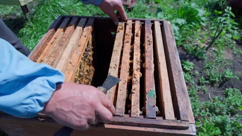 A beekeeper examines the frames of a hive. Stock Footage 310761096