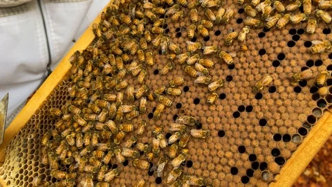 Beekeeper examines a healthy bee hive frame full of capped brood and bees Stock Footage 126489061