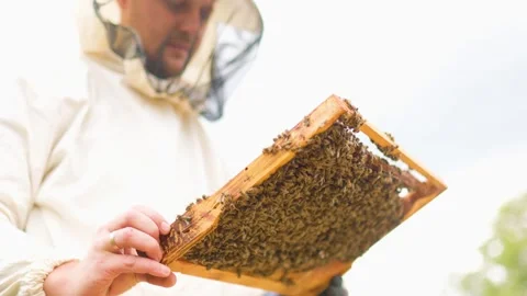 Beekeeper examines hive frame filled with busy bees during sunny afternoon Stock Footage 303982558