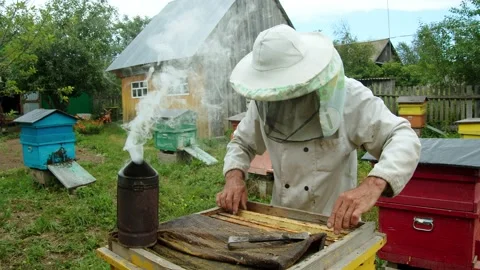 The beekeeper examines the honeycomb with bees Video stock 158355664