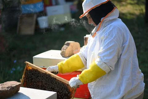 Beekeeper examining frame beside red hive box Stock Photos