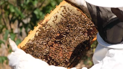 Beekeeper examining honeycomb frame Stock Footage 294034602