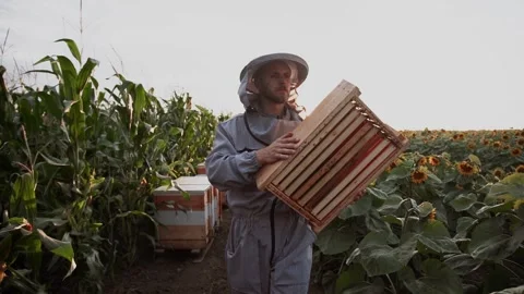 Beekeeper examining honeycomb frame. Happy apiarist looks at a bee frame ful Stock Footage 136463777