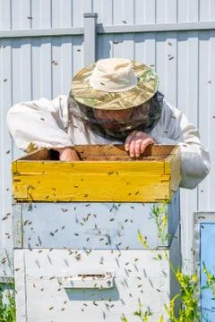 A beekeeper extracts a frame with honeycombs from the hive. Inspection of bee Stock Photos