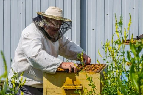 A beekeeper extracts a frame with honeycombs from the hive. Inspection of bee Stock Photos
