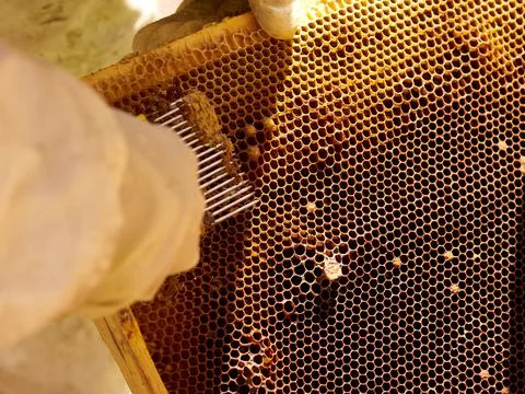 Beekeeper extracts mud from honeycomb Stock Photos