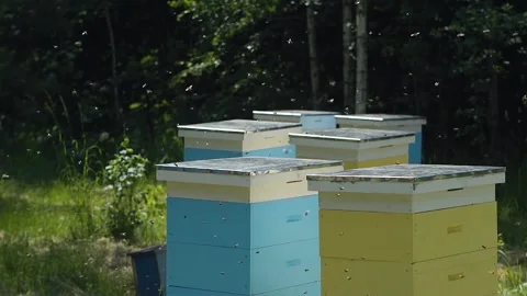 A beekeeper farm, apiary. The ecologically clean production of honey in the Vidéo 143588415