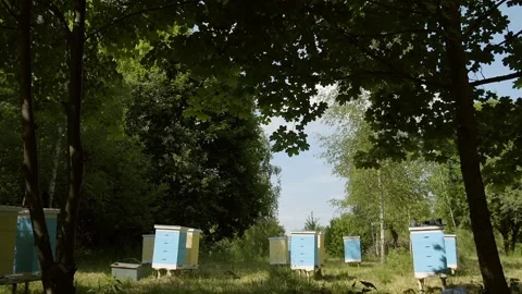 A beekeeper farm, apiary. The ecologically clean production of honey in the 動画素材 143588506