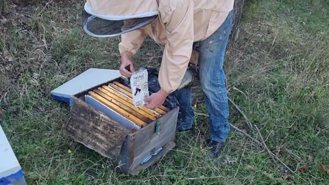 Beekeeper feeding bees with sugar paste for winter survival Stock Footage 317876266