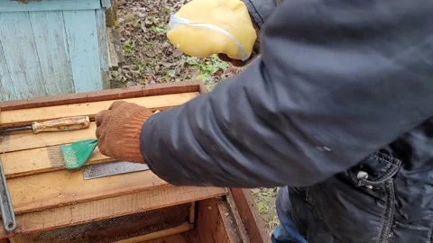 Beekeeper Feeds Bees Medication in Apiary, Close Up Stock Footage 318263728
