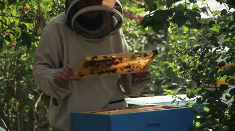 Beekeeper 스톡 동영상 22745472