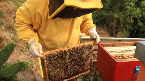 Beekeeper Stock-Footage 92929761