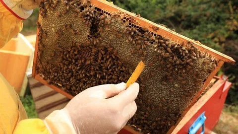 Beekeeper Stock-Footage 92930674