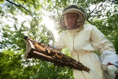 Beekeeper with a frame full of bees Foto stock