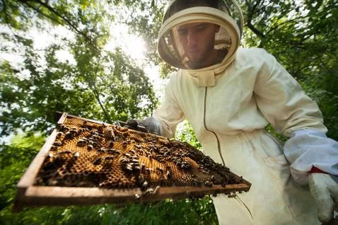 Beekeeper with a frame full of bees Stock Photos