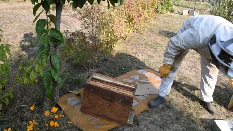 Beekeeper in the garden Stock Footage 139333151
