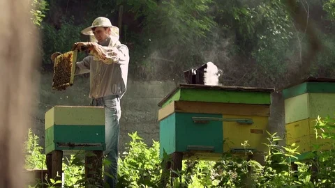 The beekeeper gently pulls out the honeycomb from the hive and looks at it Stock Footage 77798495