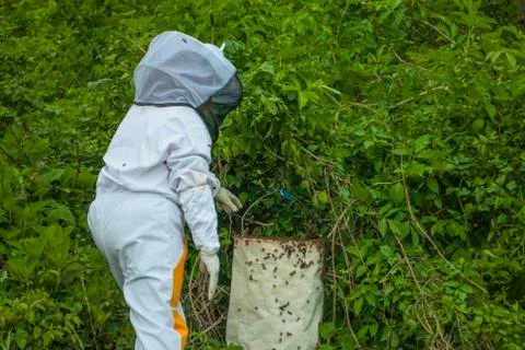 Beekeeper is geting escaped bees back into hive. closeup  Stock Photos