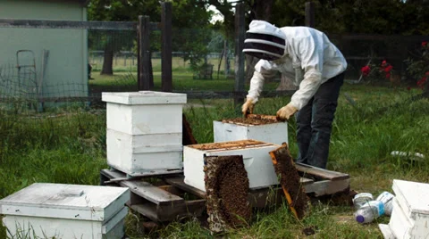 Beekeeper gets cell. treats them. Stock Footage 38366707