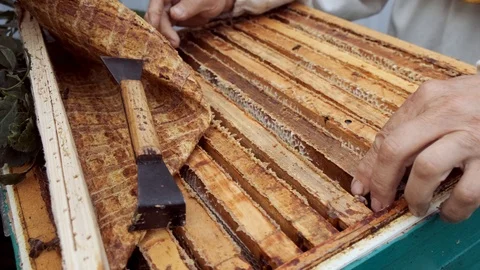 The beekeeper gets a frame with honey from the hive. Stock Footage 114628452