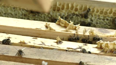 The beekeeper gets a frame with honey from the Uli Stock-Footage 93923913