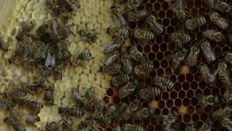 The beekeeper gets a frame with honey from the Uli Stock-Footage 93924452
