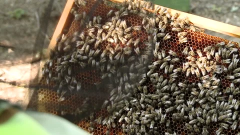 The beekeeper gets a frame with honey from the Uli Stock Footage 93925057
