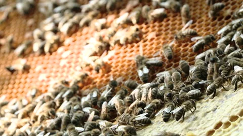 The beekeeper gets a frame with honey from the Uli Stock-Footage 93926583