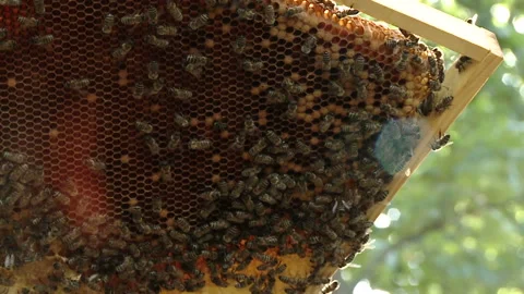 The beekeeper gets a frame with honey from the Uli Stock-Footage 93927126
