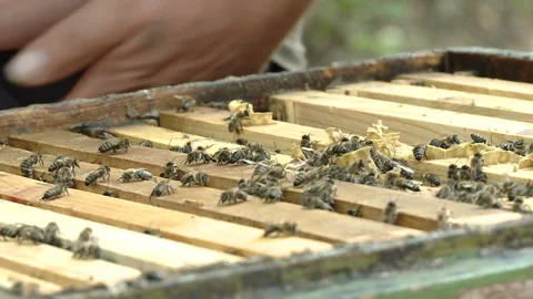 The beekeeper gets a frame with honey from the Uli Stock-Footage 93927758