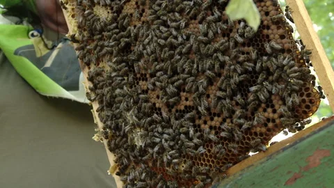 The beekeeper gets a frame with honey from the Uli Stock-Footage 93928402