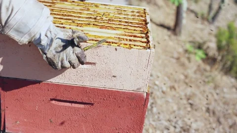 Beekeeper with gloves and protective gear stacking hives Stock Footage 220597893